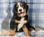 Small Photo #6  Breeder Profile in BERGHOLZ, OH, USA
