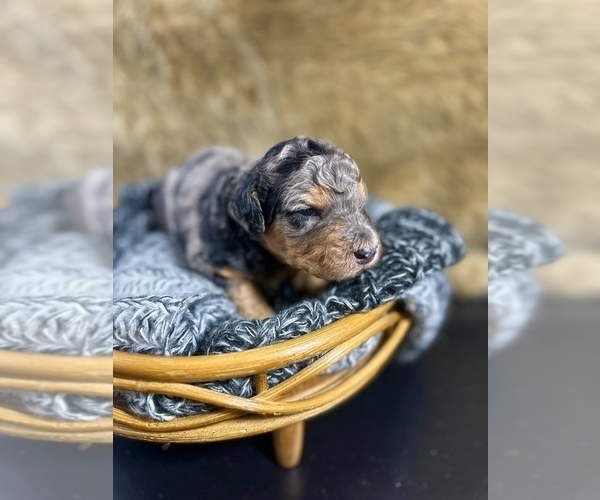 Medium Photo #3  Breeder Profile in HERNANDO, FL, USA