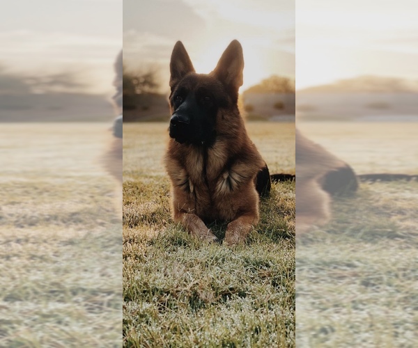 Medium Photo #1  Breeder Profile in PHOENIX, AZ, USA