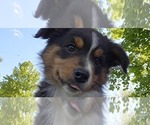 Small #26 Breeder Profile image