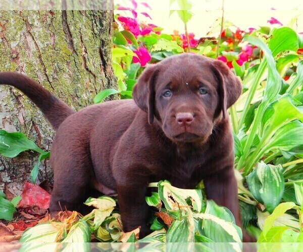 Medium Photo #5  Breeder Profile in LOUDONVILLE, OH, USA
