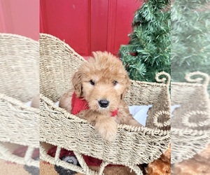 Golden Retriever-Goldendoodle Mix Dog Breeder near OXFORD, GA, USA