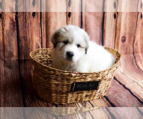 Medium Photo #75  Breeder Profile in POWDER SPRINGS, GA, USA
