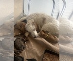 Small Photo #17  Breeder Profile in FRIENDSWOOD, TX, USA