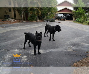 Cane Corso Dog Breeder near LOXAHATCHEE, FL, USA