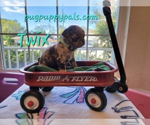 Pug Dog Breeder near SPRING HILL, FL, USA