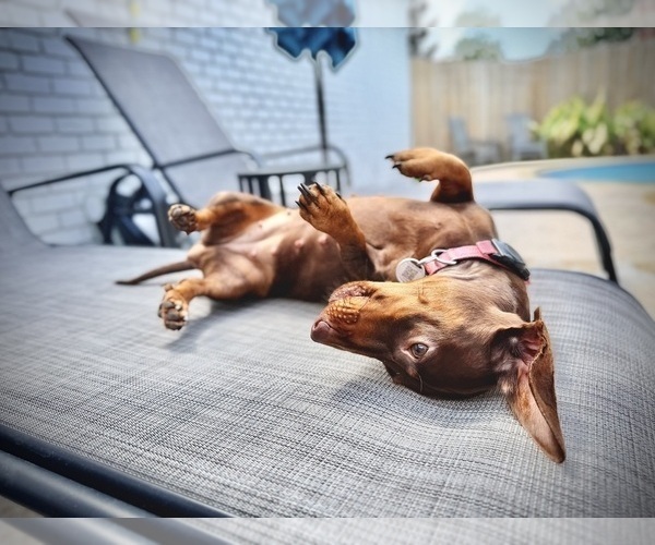 Medium Photo #4  Breeder Profile in ROCKWALL, TX, USA