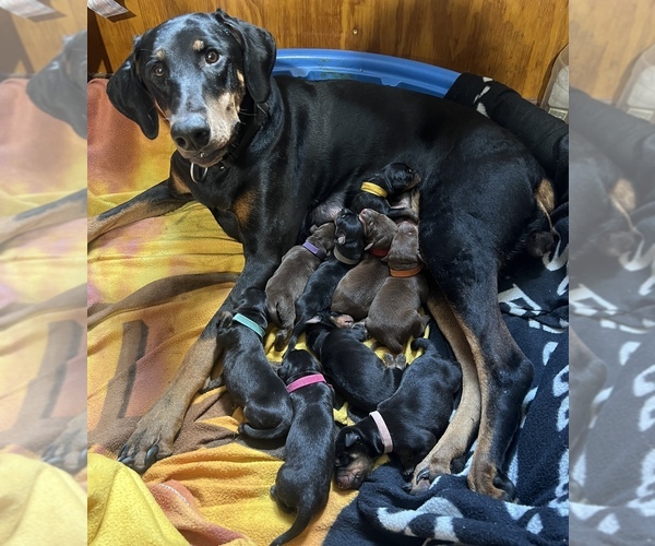 Medium Photo #1  Breeder Profile in BRINKLEY, AR, USA