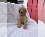 Small breeder photo
