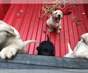 Main photo of Labrador Retriever Dog Breeder near CARROLLTON, GA, USA