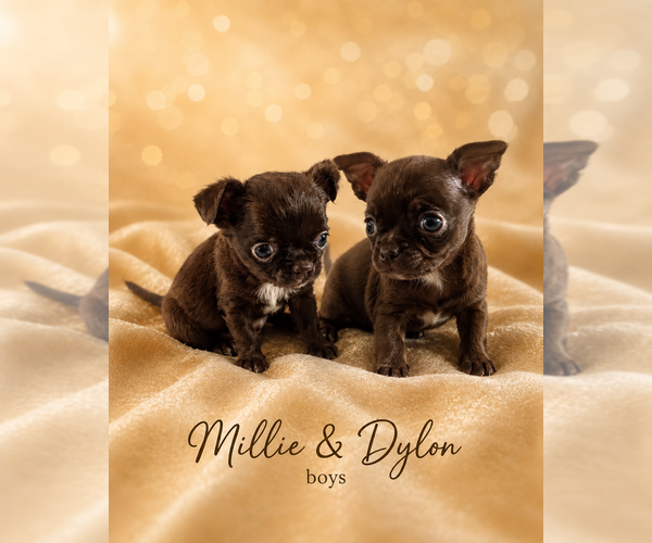 Medium Photo #14  Breeder Profile in LAKEWOOD, WA, USA
