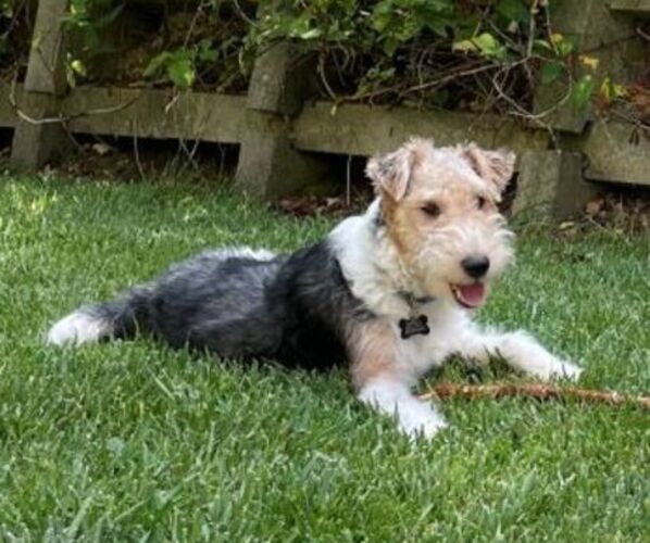 Medium Photo #1  Breeder Profile in IRVINE, CA, USA