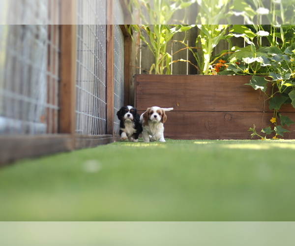 Medium Photo #1  Breeder Profile in SANTA ROSA, CA, USA