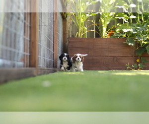 Cavalier King Charles Spaniel Dog Breeder near SANTA ROSA, CA, USA