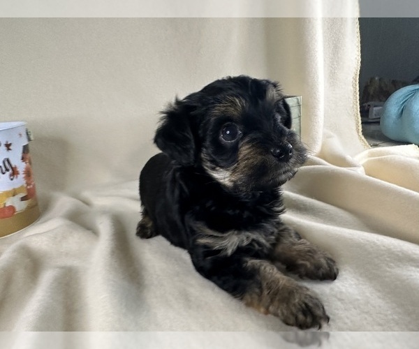 Medium Photo #25  Breeder Profile in ROCK HILL, SC, USA