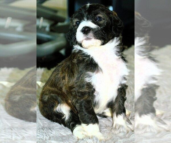Medium Photo #9  Breeder Profile in MCALLEN, TX, USA