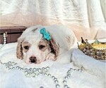Small #12 Breeder Profile image