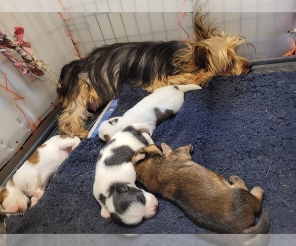 Medium Photo #100  Breeder Profile in AKRON, OH, USA