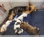 Small #99 Breeder Profile image