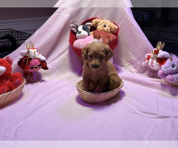 Medium Photo #3  Breeder Profile in SUMMERVILLE, SC, USA