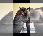 Small #17 Breeder Profile image