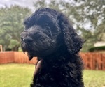 Small #6 Breeder Profile image