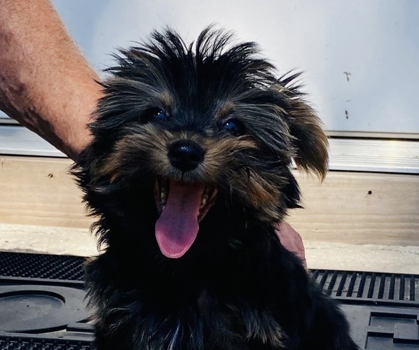 Medium Photo #1  Breeder Profile in BOONE, IA, USA