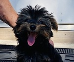Small breeder photo