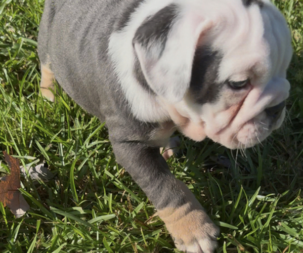 Medium Photo #12  Breeder Profile in PACE, FL, USA