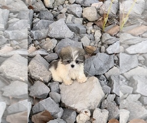Shih Tzu Dog Breeder near CARLYLE, IL, USA