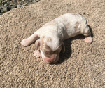 Small Photo #6  Breeder Profile in TRINITY, NC, USA