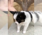 Small #3 Breeder Profile image