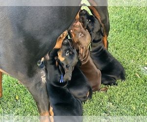 Doberman Pinscher Dog Breeder near PHOENIX, AZ, USA