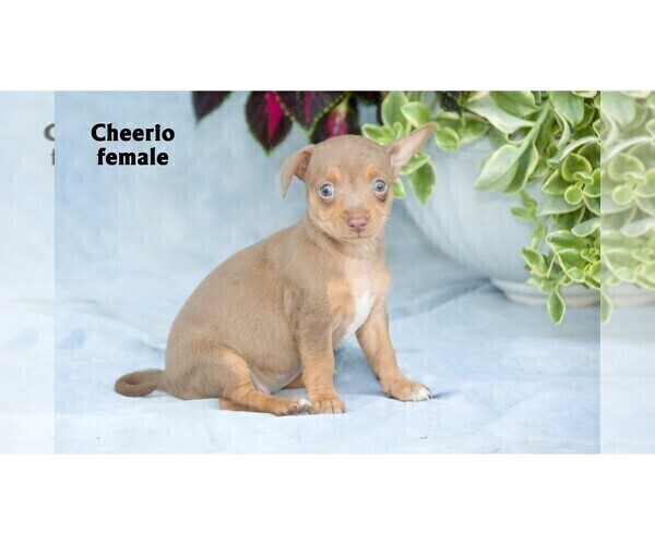 Medium Photo #4  Breeder Profile in CLARE, MI, USA