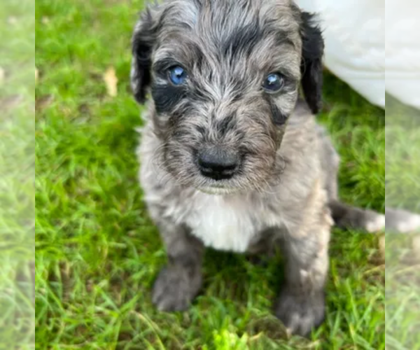 Medium Photo #13  Breeder Profile in GILBERT, AZ, USA