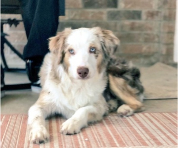 Medium Photo #1  Breeder Profile in COPPERAS COVE, TX, USA