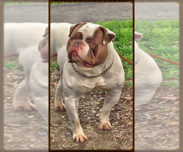 Medium Photo #1  Breeder Profile in HACIENDA HEIGHTS, CA, USA