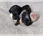 Small breeder photo