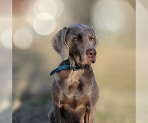 Weimaraner Dog Breeder near RINGGOLD, GA, USA