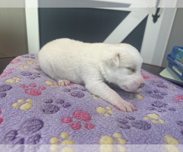 Medium Photo #14  Breeder Profile in LULING, TX, USA