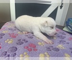 Small #13 Breeder Profile image