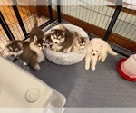 Small #49 Breeder Profile image