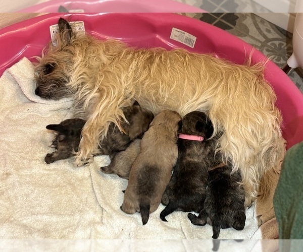 Medium Photo #41  Breeder Profile in FAIR OAKS, CA, USA