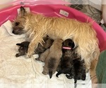 Small #40 Breeder Profile image
