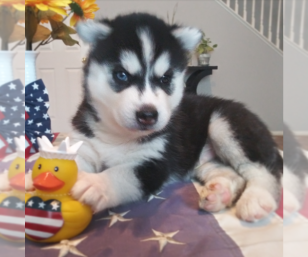 Medium Photo #1  Breeder Profile in SAN JACINTO, CA, USA