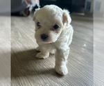 Small breeder photo