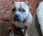 Small #1 Breeder Profile image