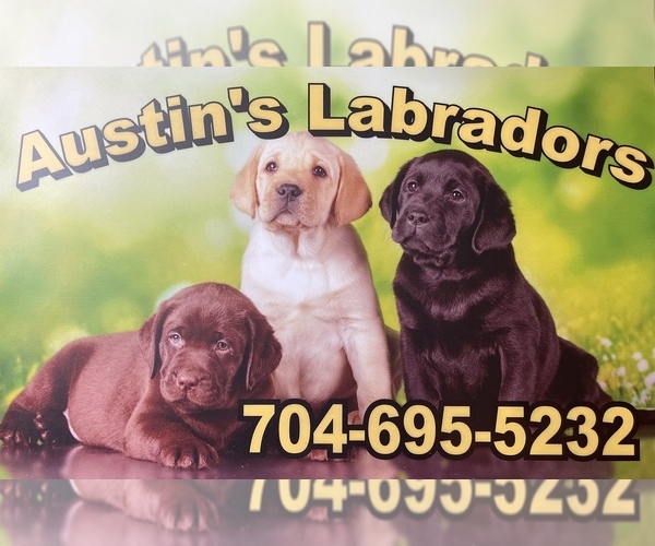 Medium Photo #1  Breeder Profile in POLKTON, NC, USA