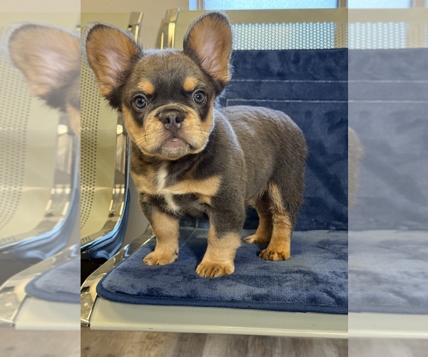 Medium Photo #18  Breeder Profile in LITHONIA, GA, USA