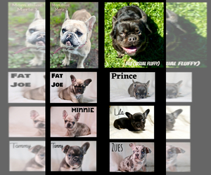 French Bulldog Dog Breeder near STOCKTON, CA, USA
